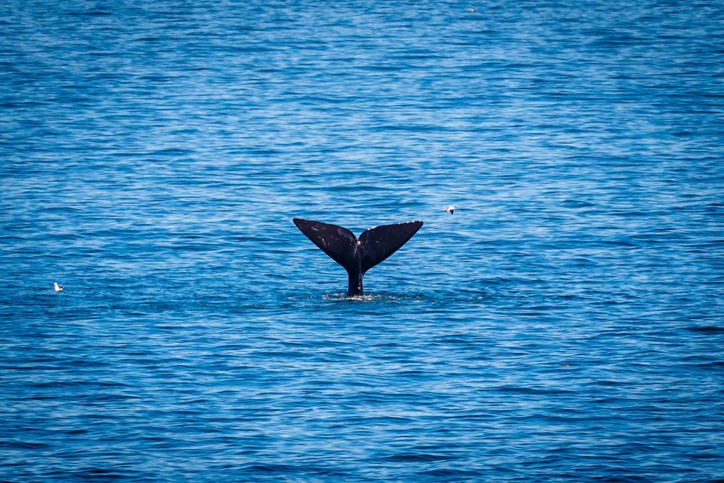 A whale's tail rising from the blue sea